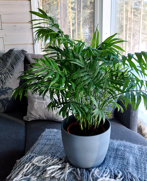 Sirovuoripalmu, P12 - Palmut, saniaiset ja rönsyliljat - 8713626358592 - 1