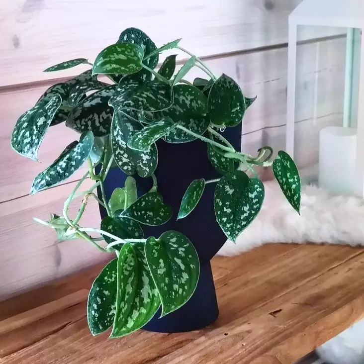 Hopeaköynnös 'Argyraeus', P12 - Amppeli- ja köynnöskasvit - 8713627287852 - 1