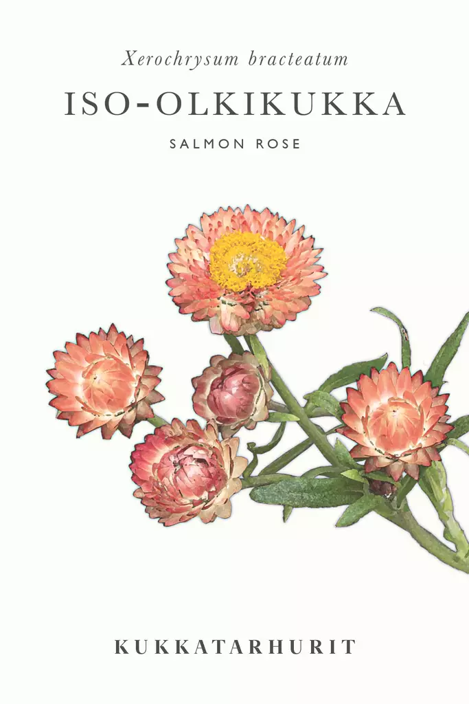 Iso-olkikukka 'Salmon Rose' - Annossiemenet - 6430081120122 - 1
