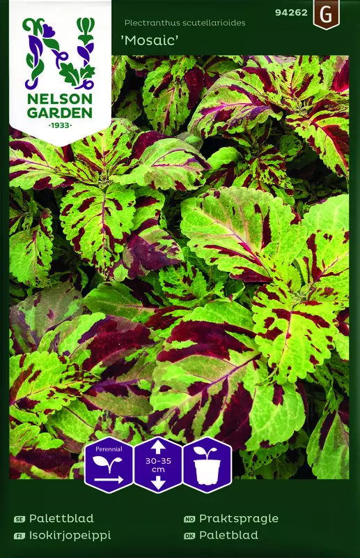 Isokirjopeippi 'Mosaic' siemen, Nelson Garden - Kukkien siemenet - 7312600942622 - 1