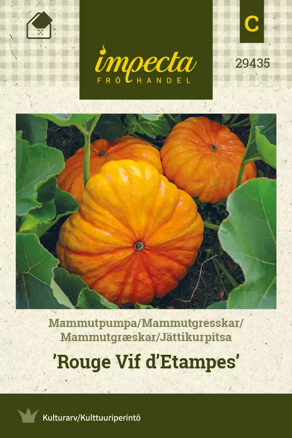 Jättikurpitsa 'Rouge Vif d'Etampes', siemen - Vihannesten siemenet - 7332756294352 - 1