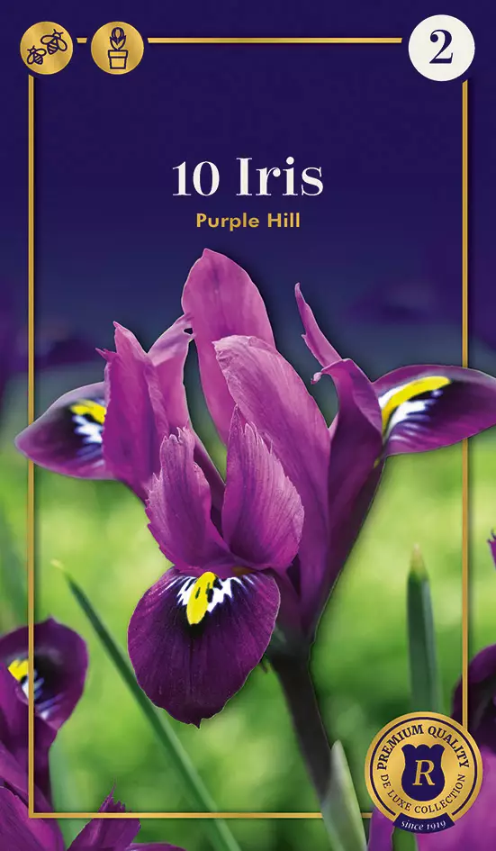 Kevätkurjenmiekka 'Purple Hill' 10 kpl - Syyssipulit - 8711148239802 - 1