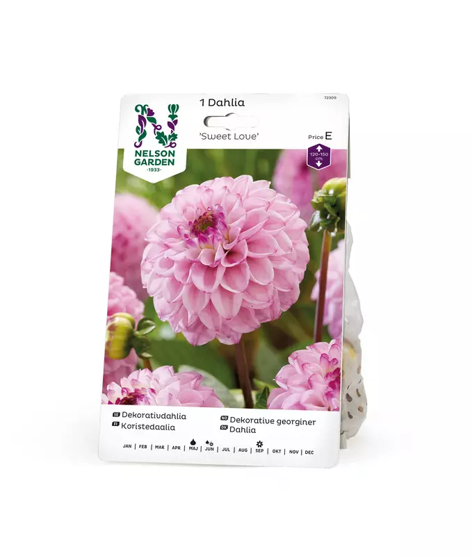 Koristedaalia 'Sweet Love', Nelson Garden - Kukkasipulit - 7312600723092 - 1