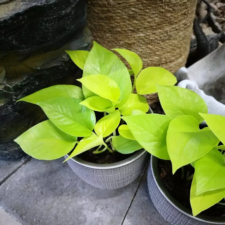 Kultaköynnös 'Golden Pothos', P12 - Amppeli- ja köynnöskasvit - 4001523716202 - 1