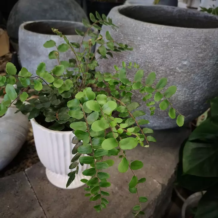 Nappipellea, P12 - Saniaiset/sanikkaiset - 8713626116402 - 1