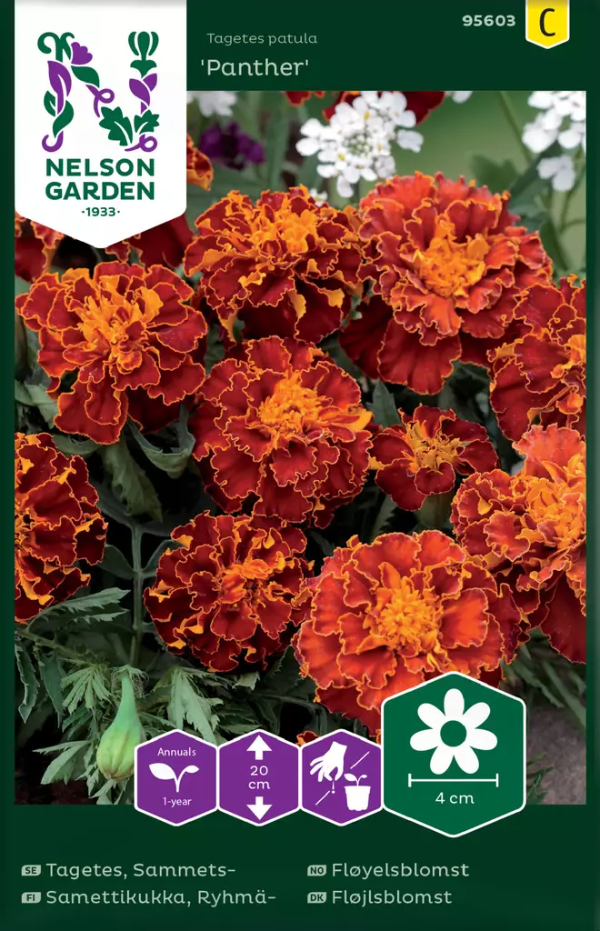 Ryhmäsamettikukka 'Panther' siemen, Nelson Garden - Kukkien siemenet - 7312600956032 - 1