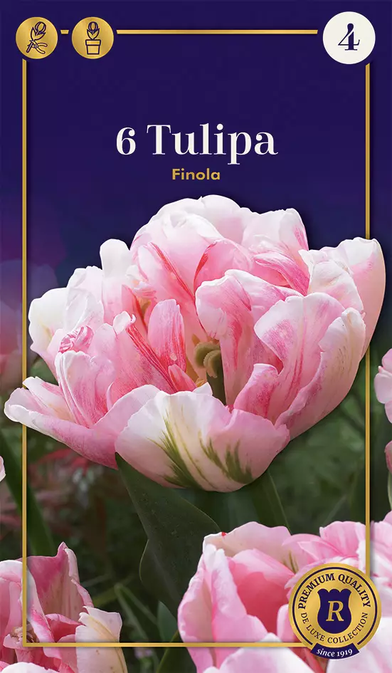 Tarhatulppaani 'Finola' 6 kpl - Syyssipulit - 8711148317012 - 1