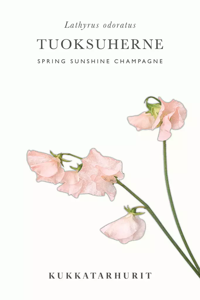 Tuoksuherne 'Spring Sunsine Champagne' - Annossiemenet - 6430081121082 - 1