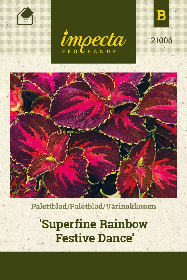 Värinokkonen 'Superfine Rainbow Festive Dance', siemen, Impecta - Annossiemenet - 7332756210062 - 1