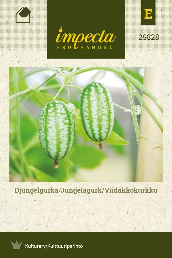 Viidakkokurkku, siemen, Impecta - Annossiemenet - 7332756298282 - 1