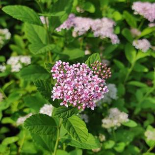 Koivuangervo 'Pink Sparkler', 3 L - Heisiangervot, angervot - 6417189222583 - 1