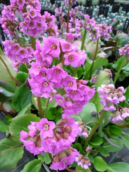 Herttavuorenkilpi 'Rotblum', P10 kotimainen - Perennat - 6417481270213 - 1