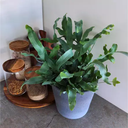 Kultaimarre 'Blue Star', P14 - Saniaiset/sanikkaiset - 8717191999783 - 1