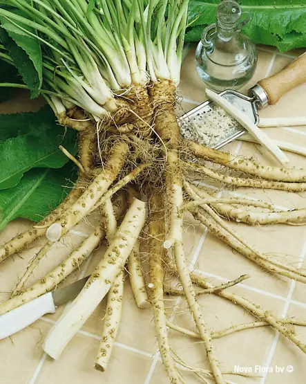 Piparjuuri, 5 juurakkoa/pussi - Juurakot - 7395180091133 - 1