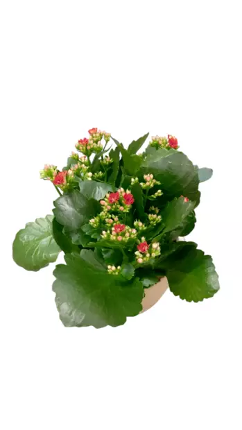 Tulilatva 15 cm - Joulukukat ja -kasvit - 4011261055553 - 1