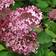 Pallohortensia 'Pink Annabelle', 3 L - Koristepensaat - 8717191523523 - 1