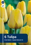 Darwinhybriditulppaani 'Golden Apeldoorn' 6 kpl - Syyssipulit - 8711148313823 - 1