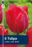 Darwinhybriditulppaani 'Lady Van Eijk' 6 kpl - Syyssipulit - 8711148242093 - 1