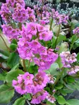 Herttavuorenkilpi 'Rotblum', P10 kotimainen - Perennat - 6417481270213 - 1