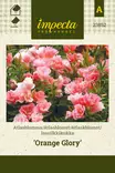 Isosilkkikukka 'Orange Glory', siemen, Impecta - Annossiemenet - 7332756238523 - 1