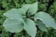 Jalokuunilja 'Blue Angel', P10 kotimainen - Perennat - 6417481281363 - 1