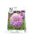 Koristedaalia 'Almands Joy', Nelson Garden - Kukkasipulit - 7312600723023 - 1