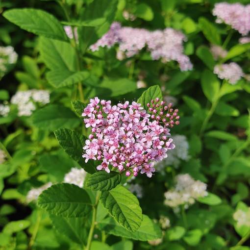Koivuangervo 'Pink Sparkler', 3 L - Koristepensaat - 6417189222583 - 1