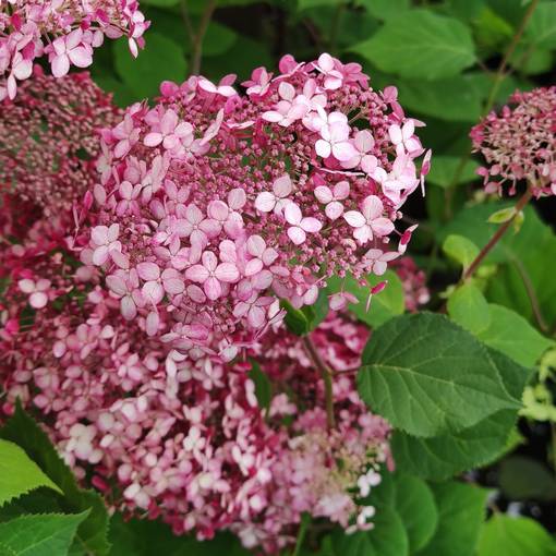 Pallohortensia 'Pink Annabelle', 3 L - Koristepensaat - 8717191523523 - 1