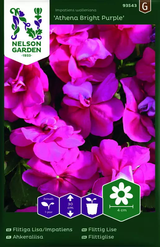 Ahkeraliisa 'Athena Bright Purple' F1 siemen, Nelson Garden - Kukkien siemenet - 7312600935433 - 1