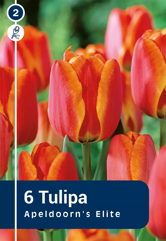 Darwinhybriditulppaani 'Apeldoorn's Elite' 6 kpl - Syyssipulit - 8711148313793 - 1