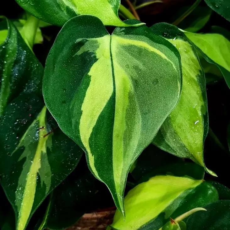 Herttaköynnösvehka 'Brasil', P12 - Amppeli- ja köynnöskasvit - 8713626917343 - 1