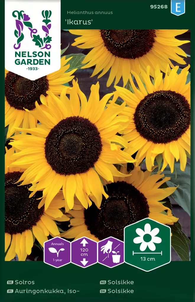 Isoauringonkukka 'Ikarus' siemen, Nelson Garden - Kukkien siemenet - 7312600952683 - 1