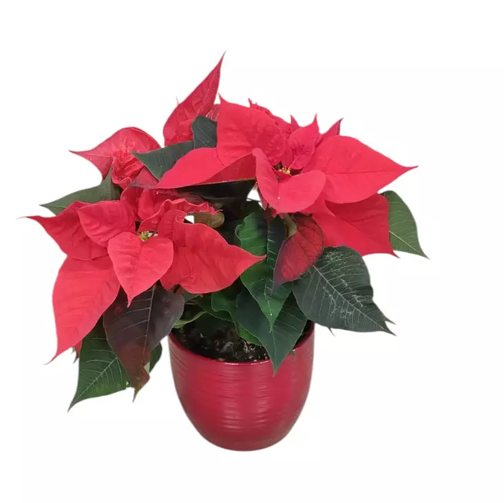 Joulutähti monilatva M, kotimainen - Joulukukat ja -kasvit - 8713626222033 - 1