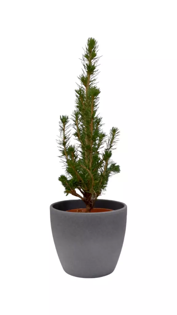 Kartiovalkokuusi mini - Joulukukat ja -kasvit - 8713627385103 - 1