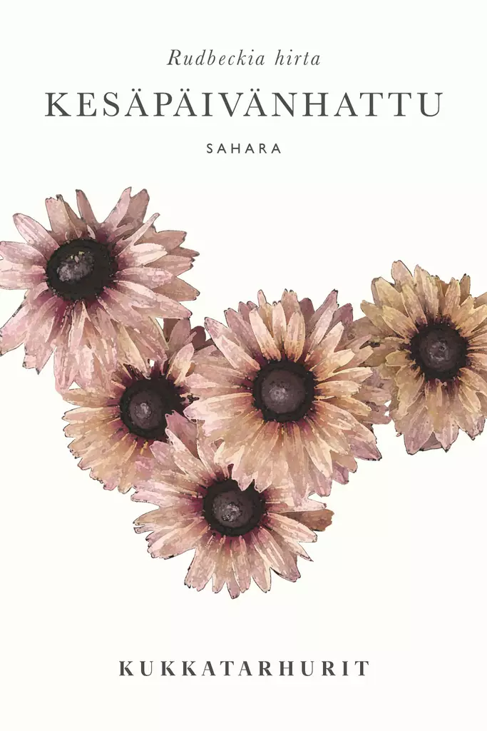 Kesäpäivänhattu 'Sahara' - Annossiemenet - 6430081120443 - 1