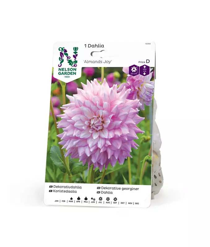 Koristedaalia 'Almands Joy', Nelson Garden - Kukkasipulit - 7312600723023 - 1