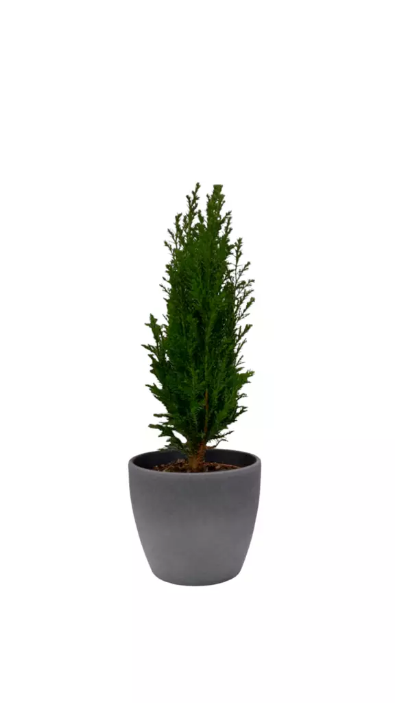 Lawsoninsypressi 'Ellwoodii' 9 cm - Joulukukat ja -kasvit - 6419464009853 - 1