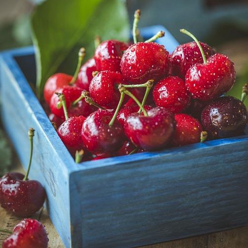 Makeakirsikkapuu 'Meelika' - Hedelmäpuut - 6419344140213 - 1