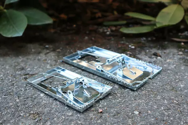 Rotanloukku metallia 16x8,8 cm - Tuhohyönteisten torjunta - 6416556107133 - 1