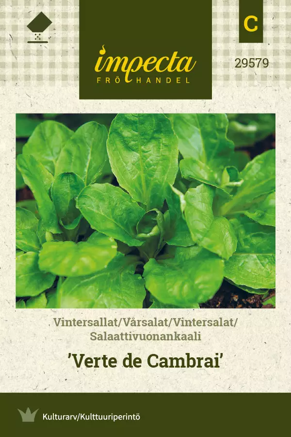Salaattivuonankaali Verte de Cambrai', siemen, Impecta - Vihannesten siemenet - 7332756295793 - 1