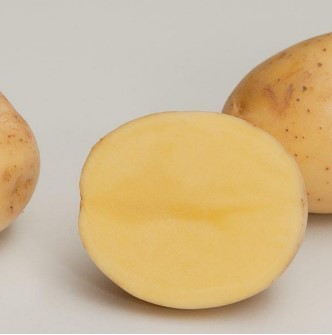 Siemenperuna Gala 1 kg - Kesäperunat/syysperunat - 6417486005193 - 1