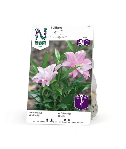 Idänlilja kerrottu 'Lotus Queen', Nelson Garden - Kukkasipulit - 7312600731554 - 1