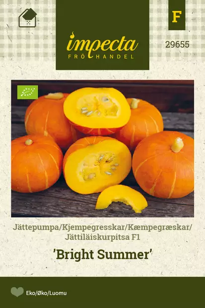 Kurpitsa 'Bright Summer' F1, siemen, Impecta - Vihannesten siemenet - 7332756296554 - 1