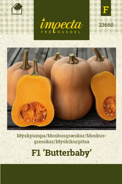 Myskikurpitsa 'Butterbaby' F1, siemen, Impecta - Vihannesten siemenet - 7332756236604 - 1