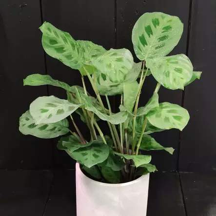 Paavonnukkumatti 'Kerchoveana', P12 - Maijat, maijakit ja matit - 6417055018784 - 2