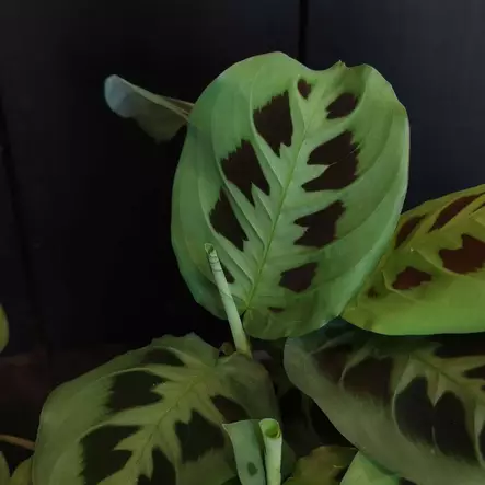 Paavonnukkumatti 'Kerchoveana', P12 - Maijat, maijakit ja matit - 6417055018784 - 1