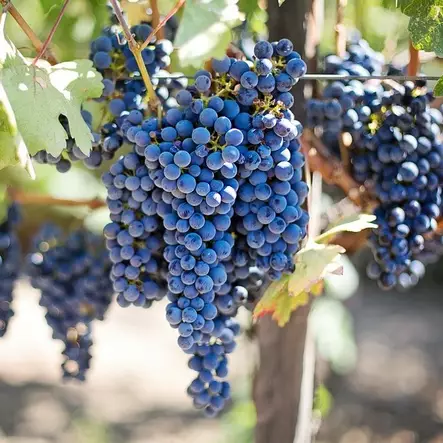 Tarhaojukkaviini 'Zilga' - Köynnöstävät satokasvit - 6419344220014 - 1