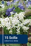 Idänsinililja 'Alba' 15 kpl - Syyssipulit - 8711148235064 - 1