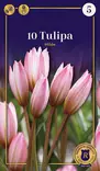 Kainotulppaani 'Hilde' 10 kpl - Kukkasipulit - 8711148302834 - 1