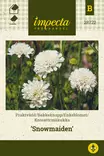 Koreatörmäkukka 'Snowmaiden', siemen, Impecta - Annossiemenet - 7332756287224 - 1